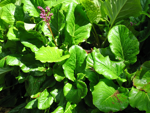 Bergenia Cordifolia